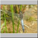 Orthetrum cancellatum - Grosser Blaupfeil m06.jpg